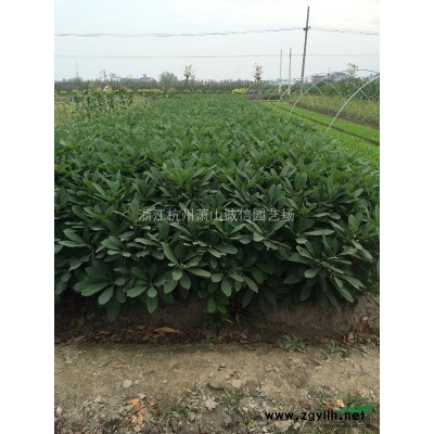 供應(yīng)毛球大葉黃楊，紅花繼木、海桐、金邊黃楊，龍柏，毛娟