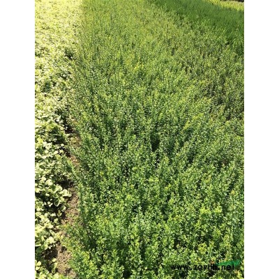 紅葉李，紅楓，紅梅，西府海棠。垂絲海棠，紫薇，晚櫻，早櫻，