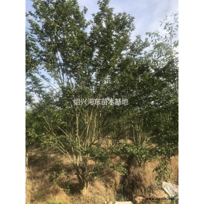 浙江供應叢生紫薇規(guī)格*/叢生紫薇市場價/精品紫薇處理價格