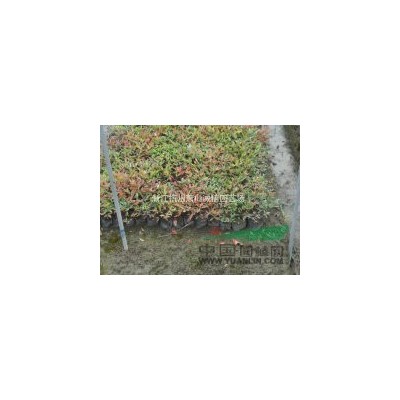 木芙蓉，金森女貞球、金葉女貞球、紅花繼木球、紅葉石楠球、海桐