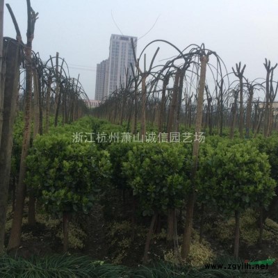 金森女貞球，紅葉石楠球、海桐球、大葉黃楊球