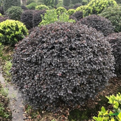 紅梅，紫薇、海棠、夾竹桃、木芙蓉、紫荊、花石榴、