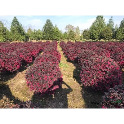 浙江嵊州供應中國紅楓 精品中國紅楓 田苗 中國紅楓小苗