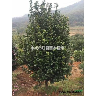 浙江紅楓/紅楓基地/紅楓直銷/紅楓批發(fā)/紅楓價格低