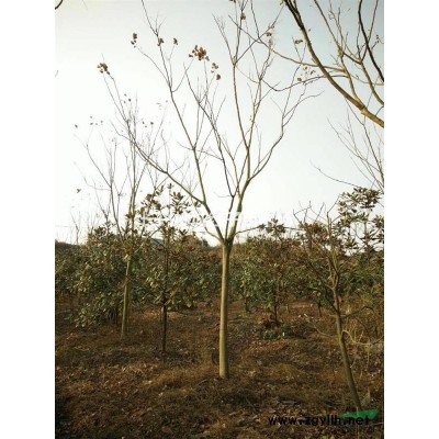 浙江6米大桂花樹