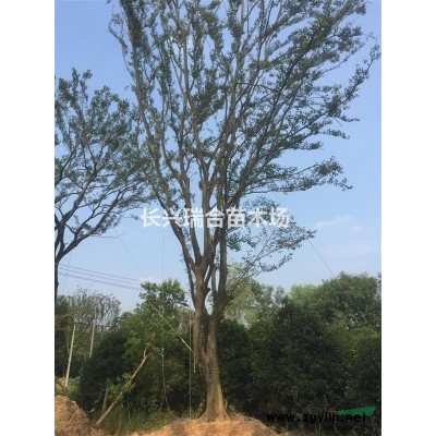 造型紅花檵木 紅花繼木造型樹 造型花瓶 景觀樹