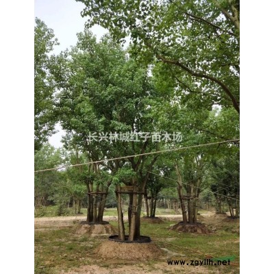 叢生烏桕