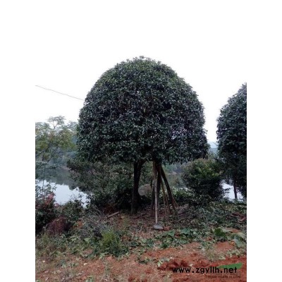 浙江等地供應榔榆15-30公分