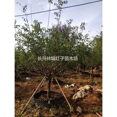 浙江泗安12-18無患子