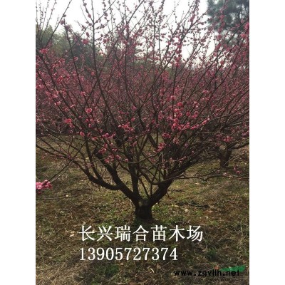 3米多冠紅葉石楠  浙江紅葉石楠 紅葉石楠價格