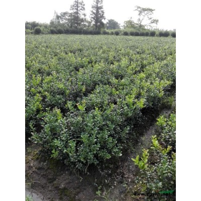 大茶梅球供應/大茶梅球圖片