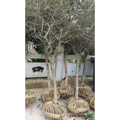 櫻花2報價/浙江櫻花2報價