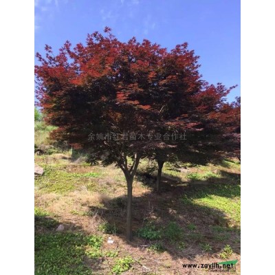 浙江玉蘭/玉蘭基地/玉蘭價(jià)格低/玉蘭批發(fā)