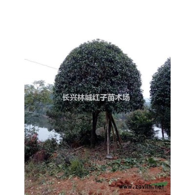 8米大金桂，開花漂亮，價格優惠