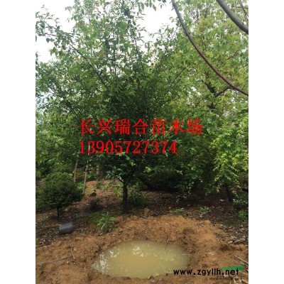 3米自然冠桂花 浙江桂花樹 長興桂花 湖州桂花價(jià)格
