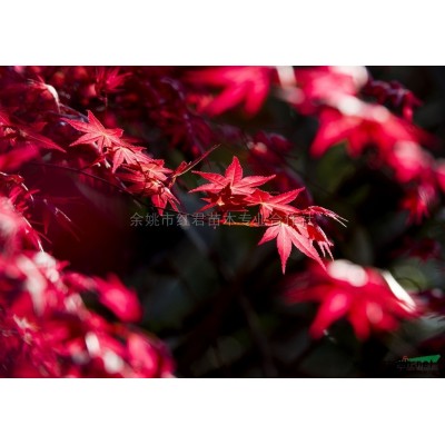 春天的紅楓風采報價/浙江春天的紅楓風采報價