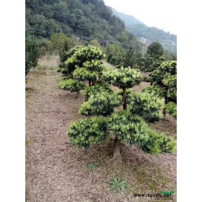 浙江茶花/茶花價(jià)格/茶花直銷/茶花基地