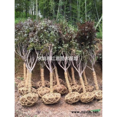 櫻花供應/櫻花圖片