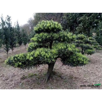 供應(yīng)桂花/四季桂/月月桂/桂花基地