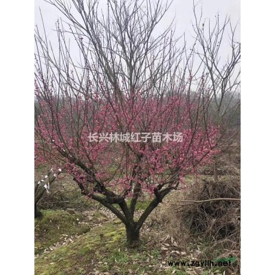 12公分香樟