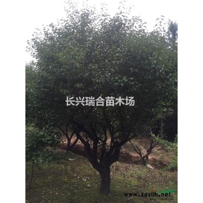 7公分紅楓 湖州紅楓 紅楓價格