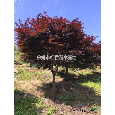 羅漢松2圖片\羅漢松2報價