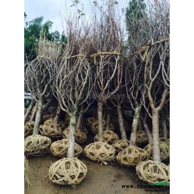 浙江櫻花/日本櫻花與櫻花牌熱水器有關(guān)系嗎？