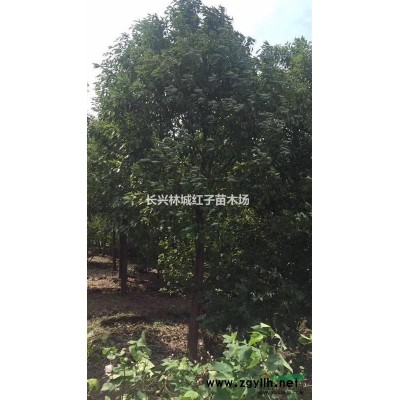 10-20公分紅櫸