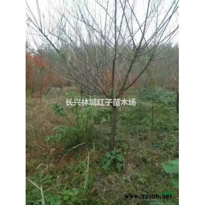 紅梅苗供應，存活率高