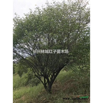 浙江地區(qū)樸樹