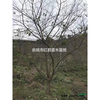 供應(yīng)海棠樹/垂絲海棠/海棠價(jià)格