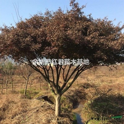 日本早櫻/櫻花基地/櫻花批發(fā)/常年供應(yīng)工程綠化苗