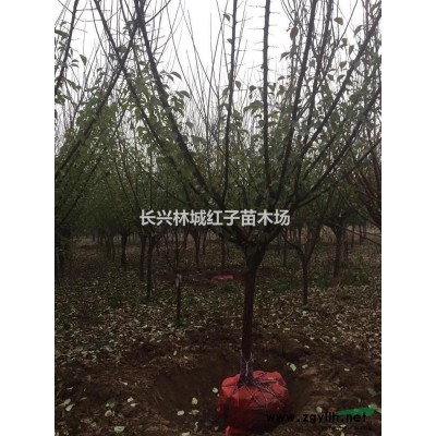 浙江長興泗安紅梅14-15公分