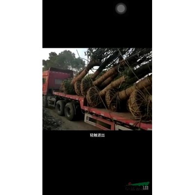 桂花樹47公分