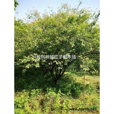 浙江地區(qū)供應(yīng)烏桕12-20公分