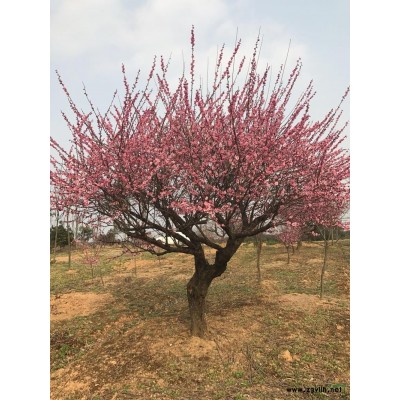 嫁接紅梅 浙江長興嫁接精品紅梅 浙江長興紅梅價格