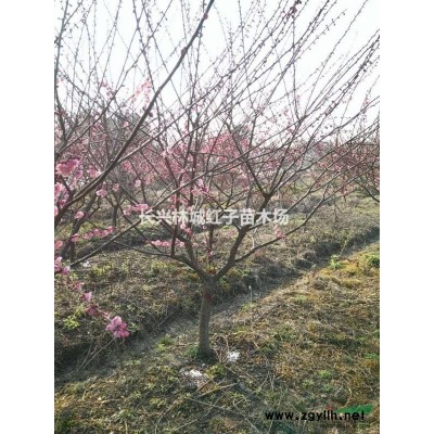 12-15愿生紅梅