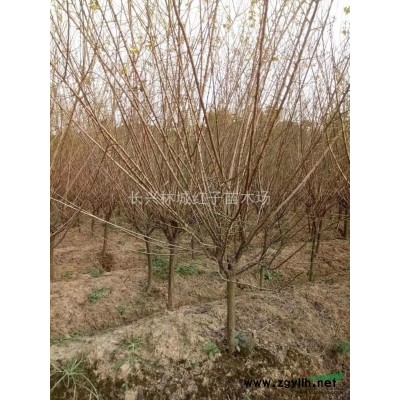 9一12公分紅梅量大，新發(fā)現(xiàn)的，精品