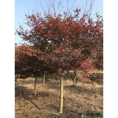 四明山櫻花，創(chuàng)世界櫻花之*