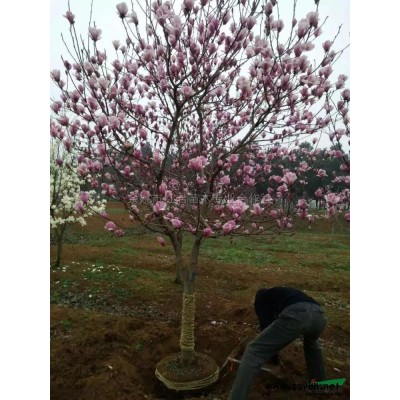 大面積日本櫻花低價(jià)拋售/櫻花批發(fā)/櫻花基地