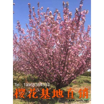 供應(yīng)優(yōu)質(zhì)茶花/茶花苗/茶花基地/茶花樹
