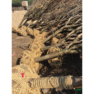 供應(yīng)大量的櫻花樹苗/櫻花價格/櫻花基地/櫻花批發(fā)/日本早櫻