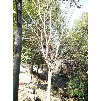 浙江泗安供應(yīng)大量精品無患子，無患子，無患子