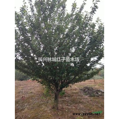 浙江烏桕10-20公分