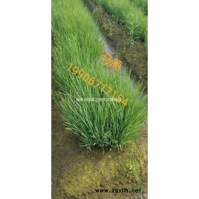 水生植物香蒲供應
