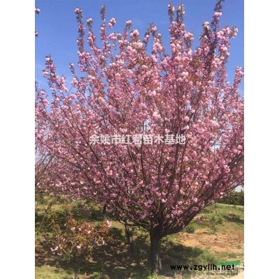 紅楓秋天*新價格/紅楓秋天報價