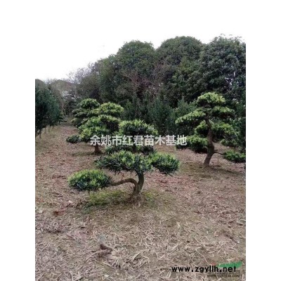 茶花*新價格/茶花報價