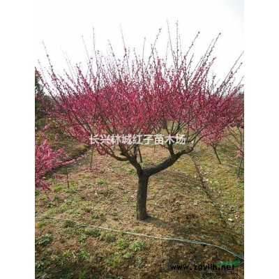 供應(yīng)各種規(guī)格，類型樹木，紫竹，石楠……