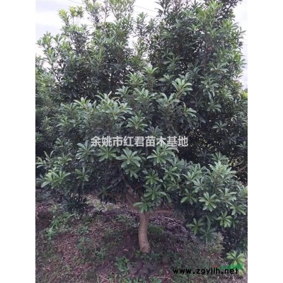 桂花直銷/桂花基地/浙江桂花/桂花價(jià)格