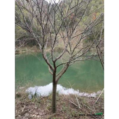 櫻花供應(yīng)基地丨櫻花報價表/*新價格表